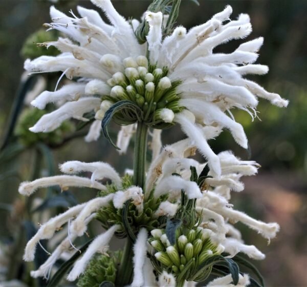 White Dagga (Leonotis leonurus) Seeds - Image 4