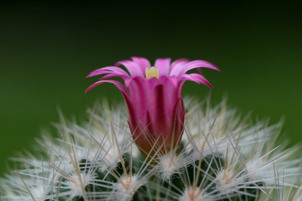 cactus, pink flower, plant, blossom, houseplant, nature, cactus, cactus, cactus, cactus, cactus