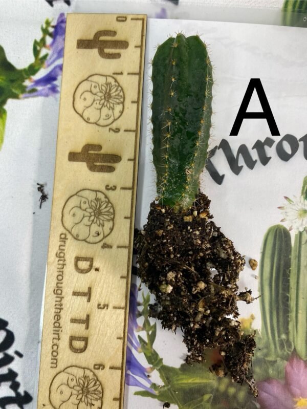 Individual seedlings MSS x Cactus Culture Scop multi bin - Image 4