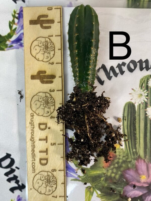 Individual seedlings MSS x Cactus Culture Scop multi bin - Image 3