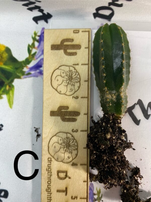 Individual seedlings MSS x Cactus Culture Scop multi bin - Image 2