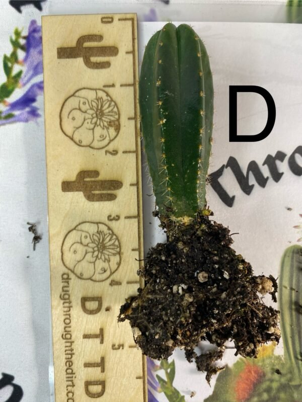 Individual seedlings MSS x Cactus Culture Scop multi bin - Image 6