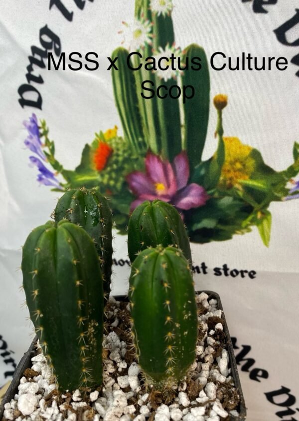 Individual seedlings MSS x Cactus Culture Scop multi bin