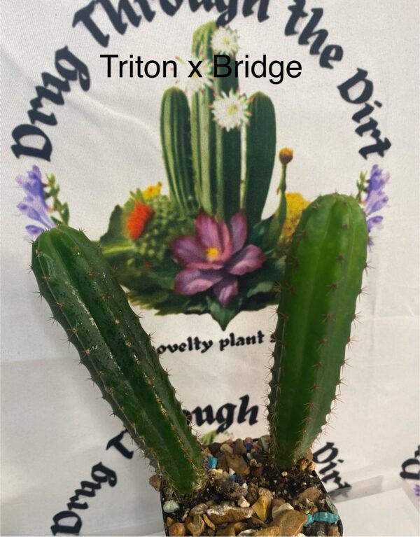 Individual seedlings Triton x Bridge multi bin