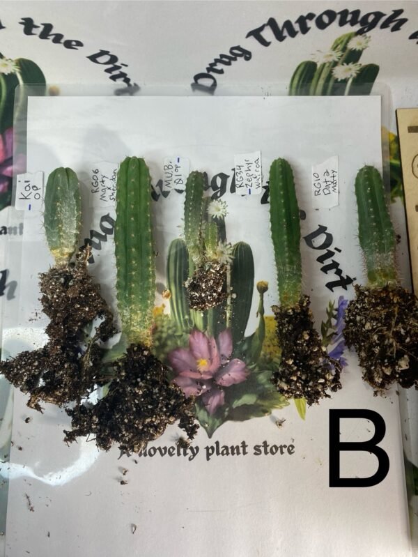 Variety Seedling Bundle 'Group A' Multi Bin kia mub dat2 and more - Image 4