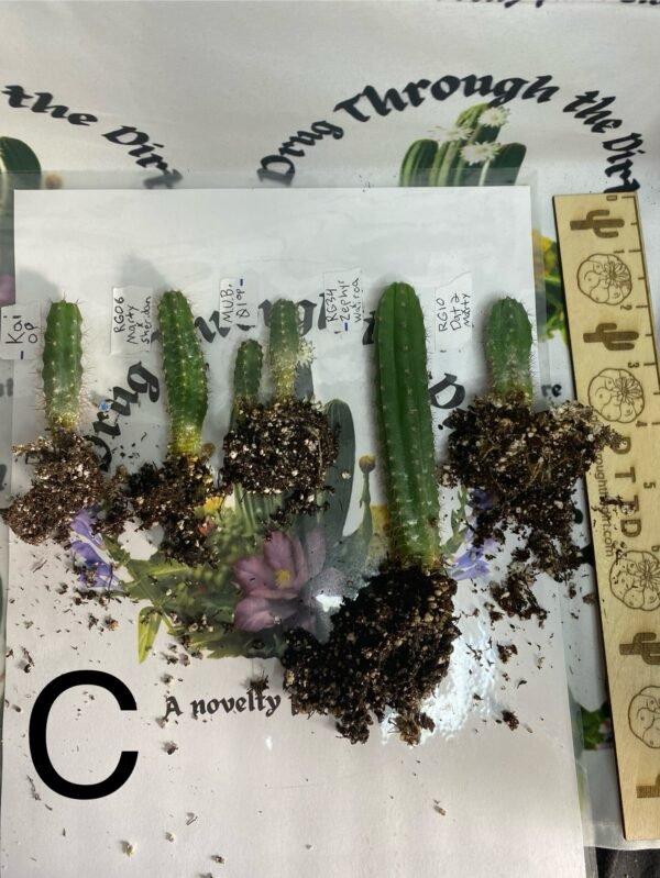 Variety Seedling Bundle 'Group A' Multi Bin kia mub dat2 and more - Image 3