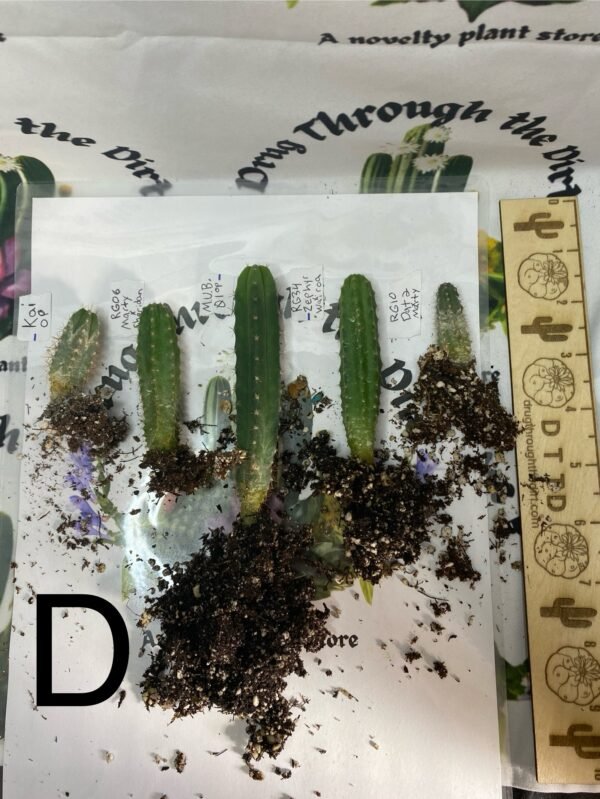 Variety Seedling Bundle 'Group A' Multi Bin kia mub dat2 and more - Image 2