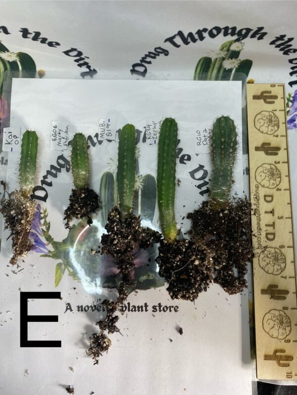Variety Seedling Bundle 'Group A' Multi Bin kia mub dat2 and more - Image 6
