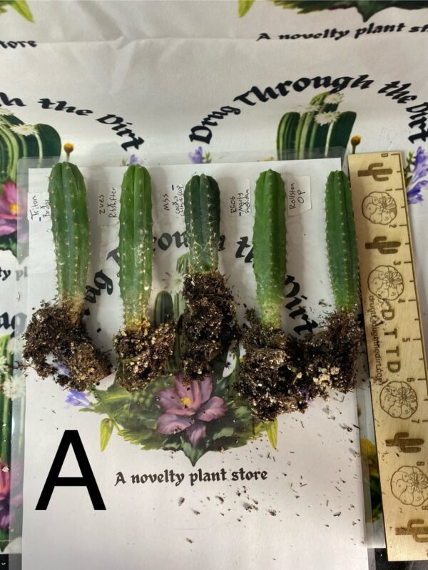 Variety Seedling Bundle 'Group B' Multi Bin Triton , Zues, Scop and more