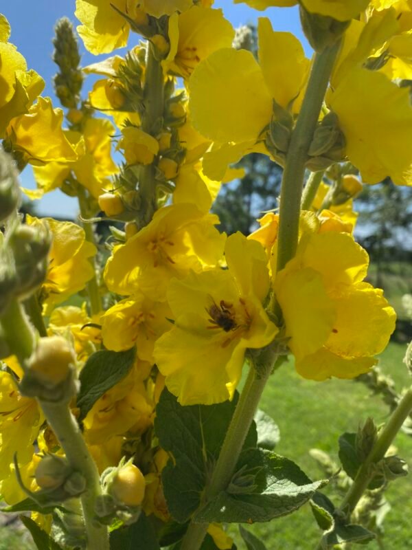 Mullein (Verbascum thapsus) Seeds - Image 2