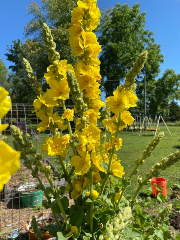 Mullein (Verbascum thapsus) Seeds