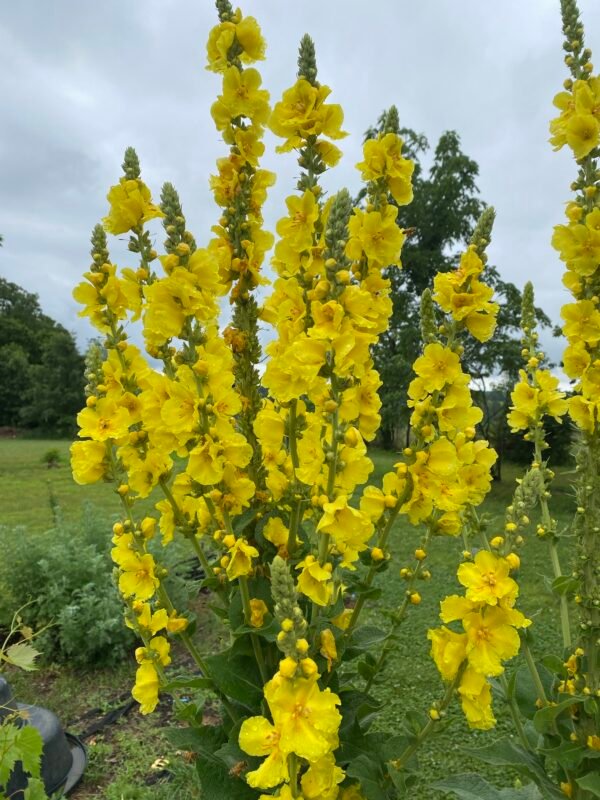 Mullein (Verbascum thapsus) Seeds - Image 3