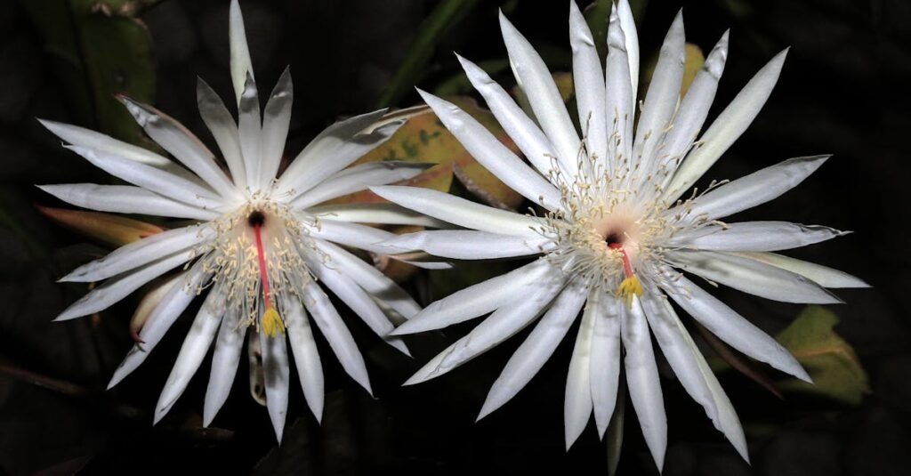 Beautiful close-up of night-blooming white cactus flowers with detailed stamens under soft lighting.