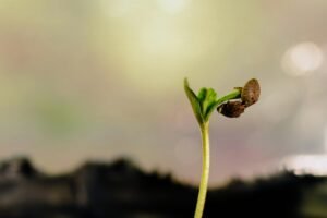 Detailed shot of a young cannabis seedling emerging from soil, highlighting its early growth stages.