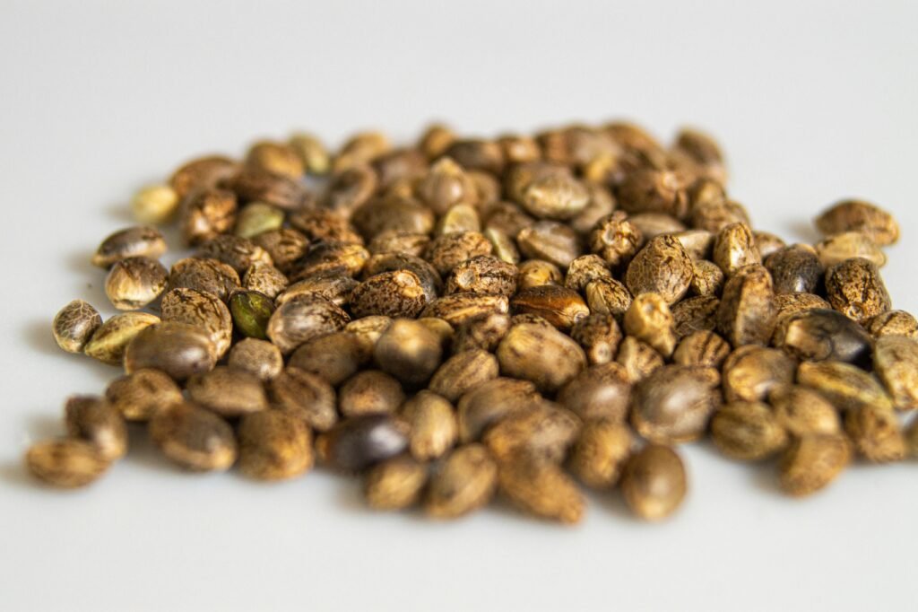 High-quality image of cannabis seeds in shallow focus on a white background.